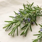 Extracto de romero (Rosmarinus officinalis)