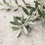 Extracto de hoja de olivo (Olea europaea)