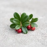 Extracto de hoja de gayuba