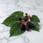 Morera negra (Morus nigra), hoja