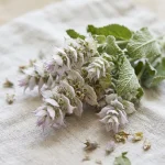 Extracto de salvia esclarea (Salvia sclarea)