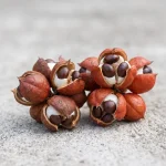 Fruto de guaraná (Paullinia cupana)