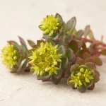 Rodiola (Rhodiola rosea)