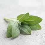Salvia