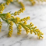 Extracto de tallo de vara de oro (Solidago virgaurea)