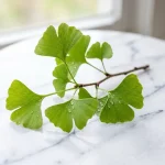 Ginkgo biloba