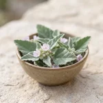 Extracto de hoja de malvavisco 10:1 (Althaea officinalis)
