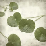 Extracto de Centella asiatica