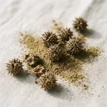 Tribulus terrestris